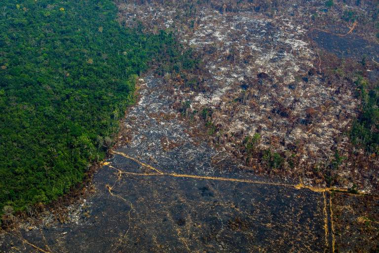 Desmatamento na Amazônia cresce quase 30% entre agosto de 2018 e julho de 2019, diz Inpe